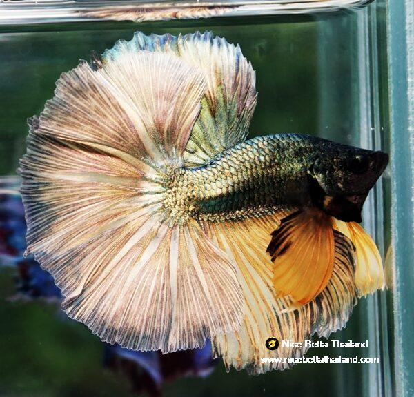 Betta fish OHM Copper Iron Musttard Sky Hawk - Image 6