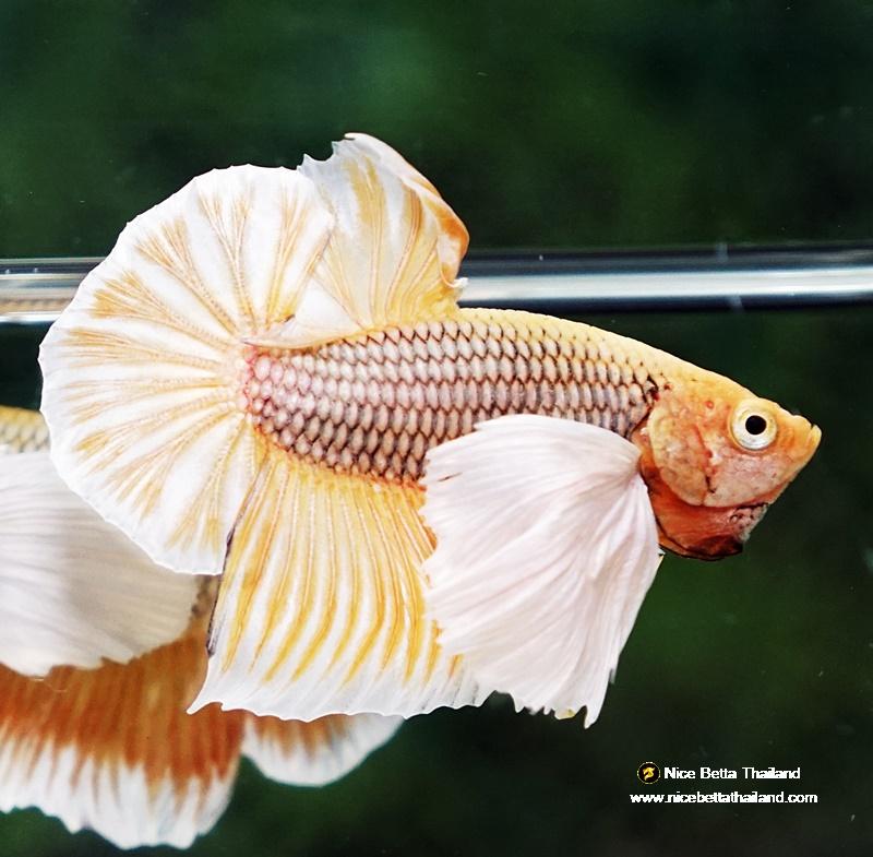 Betta fish HMPK Yellow Pineapple Big Dumbo nicebettathailand
