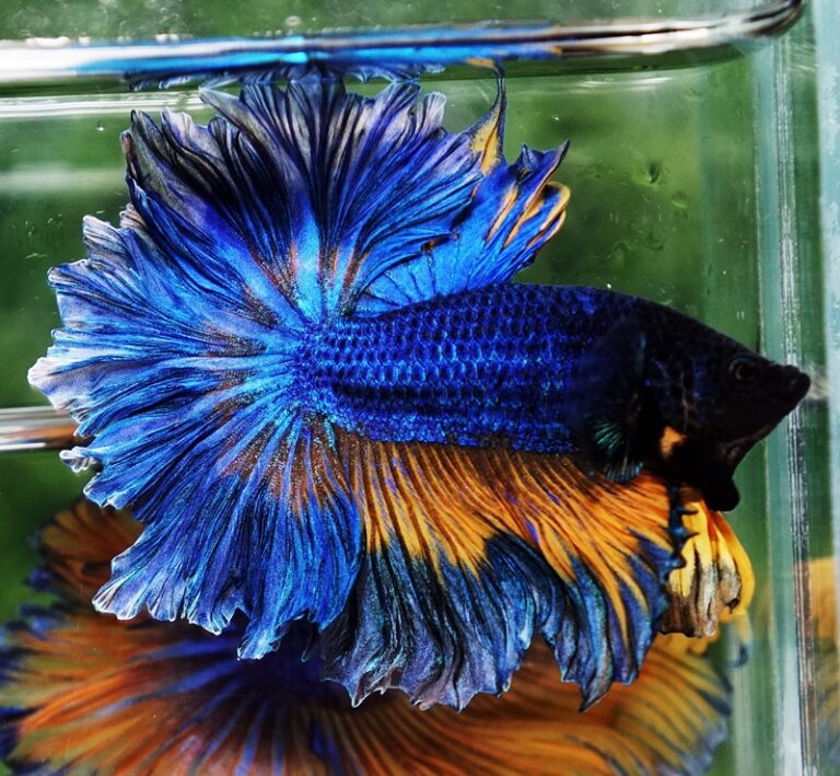 Betta fish OHM Blue Mustard Gas Sky Hawk Feather tail