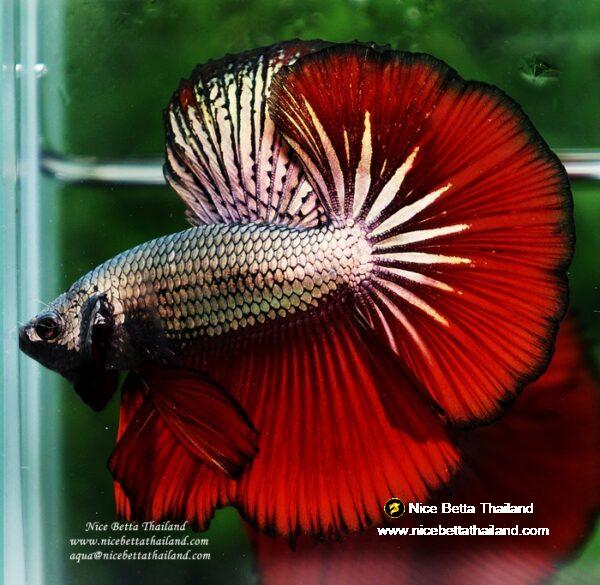 Betta fish OHM Luxury Hell Copper - Image 5