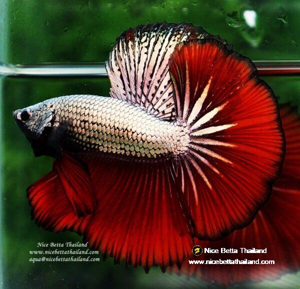 Betta fish OHM Luxury Hell Copper - Image 7