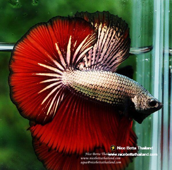 Betta fish OHM Luxury Hell Copper - Image 4