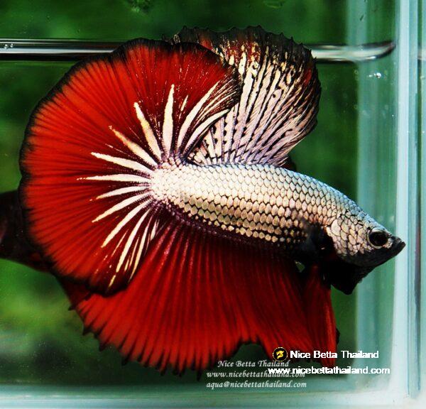Betta fish OHM Luxury Hell Copper - Image 2