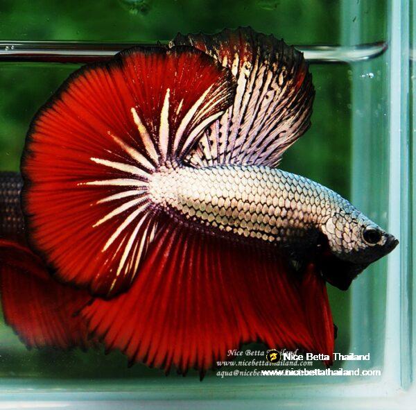 Betta fish OHM Luxury Hell Copper - Image 6