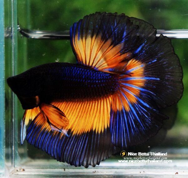 Betta fish OHM Blue Black Butterfly Mustard Gas - Image 5