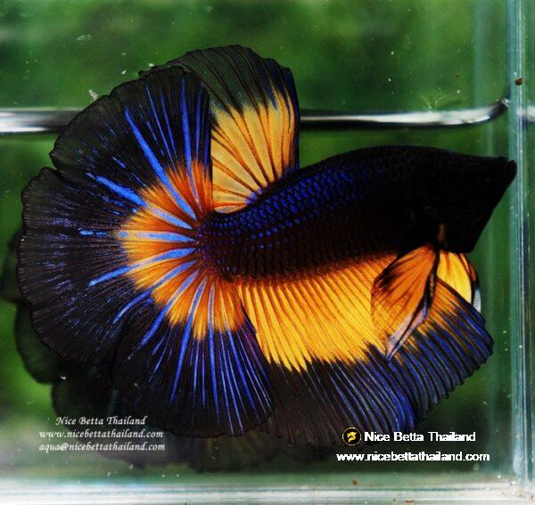 Betta fish OHM Blue Black Butterfly Mustard Gas - Image 4