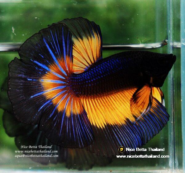 Betta fish OHM Blue Black Butterfly Mustard Gas - Image 2