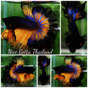 Betta fish OHM Rose King Black Pumkin Butterfly Sky Hawk