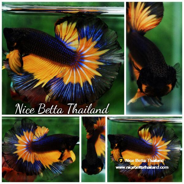 Betta fish OHM Black Pumpkin Butterfly