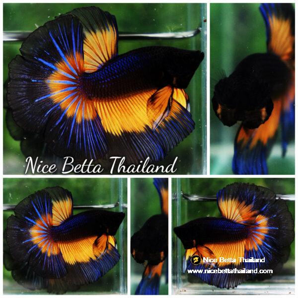 Betta fish OHM Blue Black Butterfly Mustard Gas