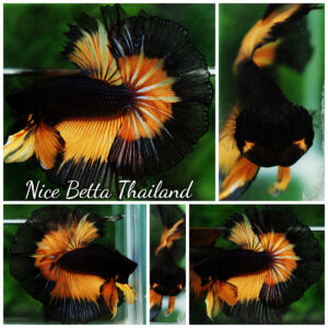 Betta fish OHM King Pumkins Butterfly Sky hawk