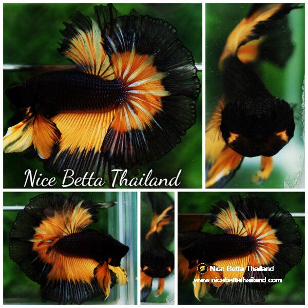 Betta fish OHM King Pumkins Butterfly Sky hawk