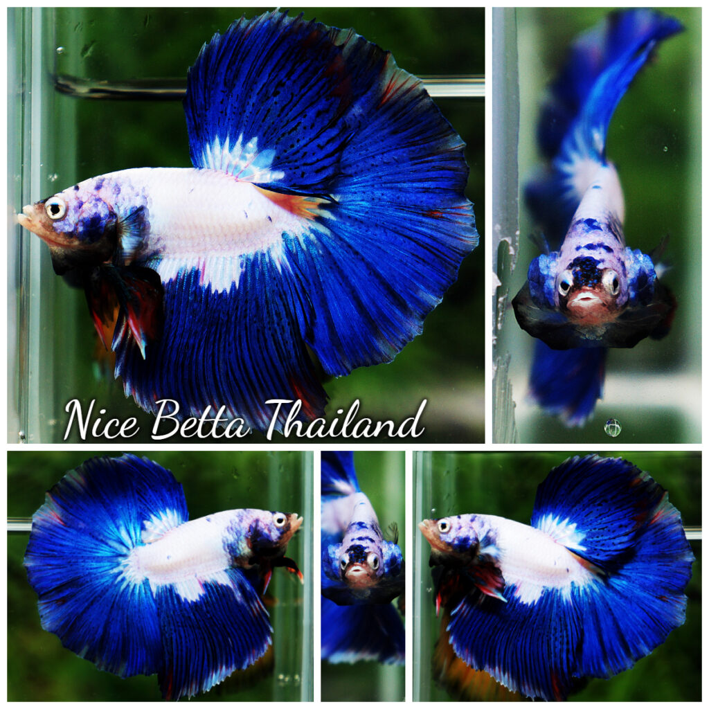 Betta fish HM Prince of Blue Rim Marble - nicebettathailand.com