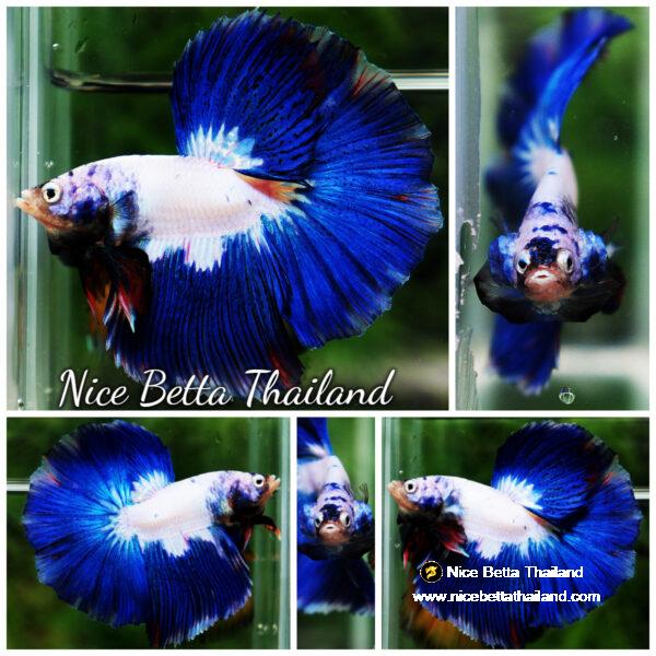 Betta fish HM Prince of Blue Rim Marble