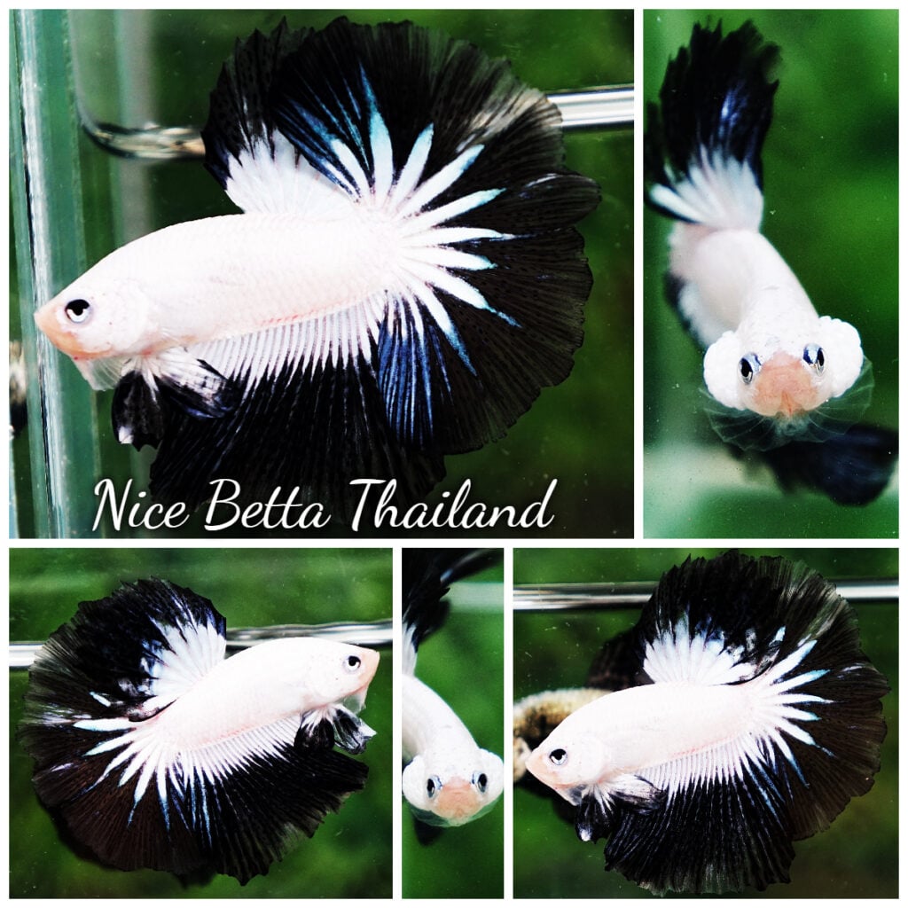 Comp Fighter Fish OHM Prince of YinYang Dragon (Comp Grade) - nicebettathailand.com