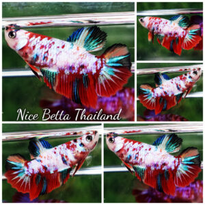 Betta fish Female HM Fancy Multicolor Galaxy