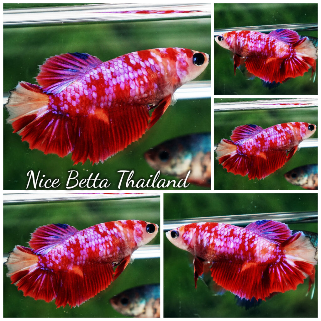 Betta sweet best sale