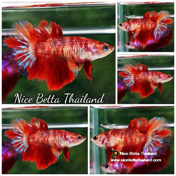 Betta fish Female HM Blaze Burn Phoenix