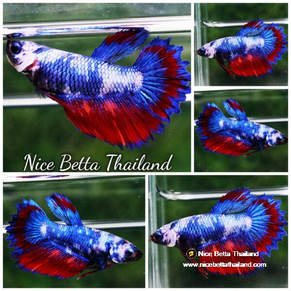 Betta fish Female HM Blue Ring Marble On Fire