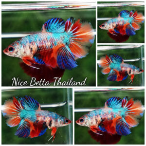Betta fish Female HM Sky Emerald Nemo
