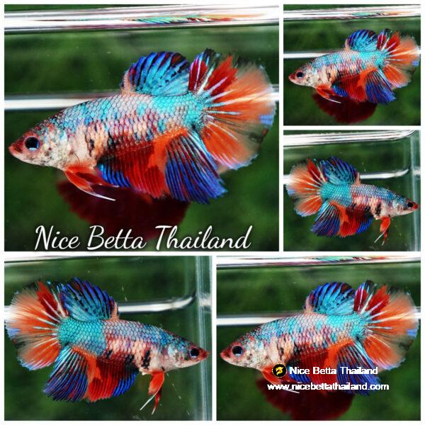 Betta fish Female HM Sky Emerald Nemo