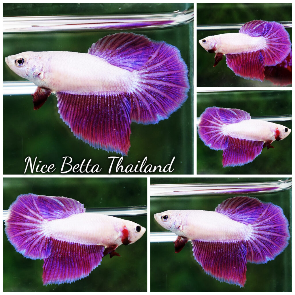 Betta fish Female HM Snow Lavender - nicebettathailand.com