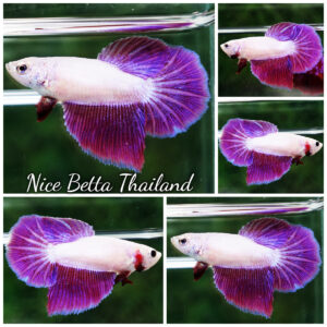 Betta fish Female HM Snow Lavender