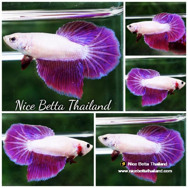 Betta fish Female HM Snow Lavender