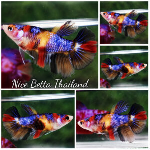 Betta fish Female HM Purple Emerald Nemo Yellow Base