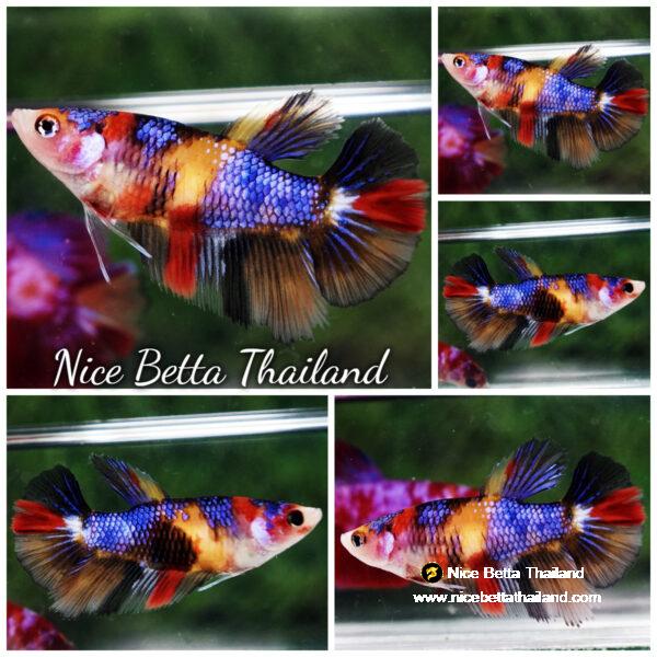 Betta fish Female HM Purple Emerald Nemo Yellow Base