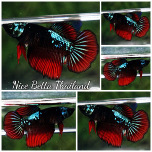 Betta fish Female HM Hell Girl Super Dark Samurai