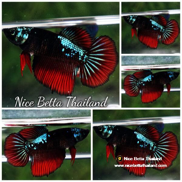 Betta fish Female HM Hell Girl Super Dark Samurai