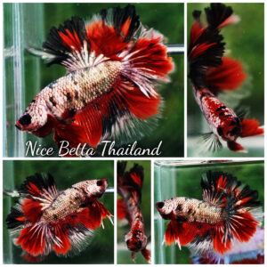Betta fish OHM Red Devil Hellboy Copper Rosetail