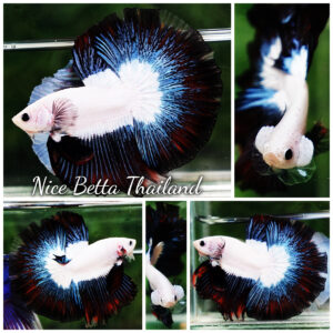 Betta fish OHM Prince of YinYang Dragon (Comp Grade)