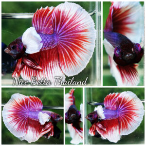 Betta fish HM Red Violet Salamander Dumbo