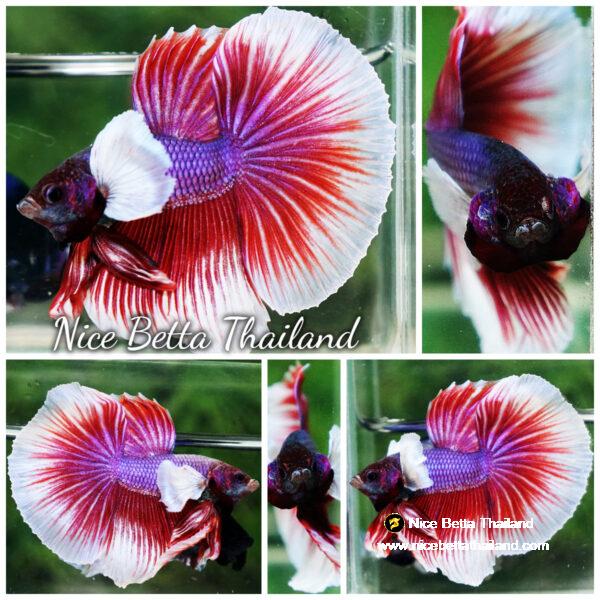 Betta fish HM Red Violet Salamander Dumbo