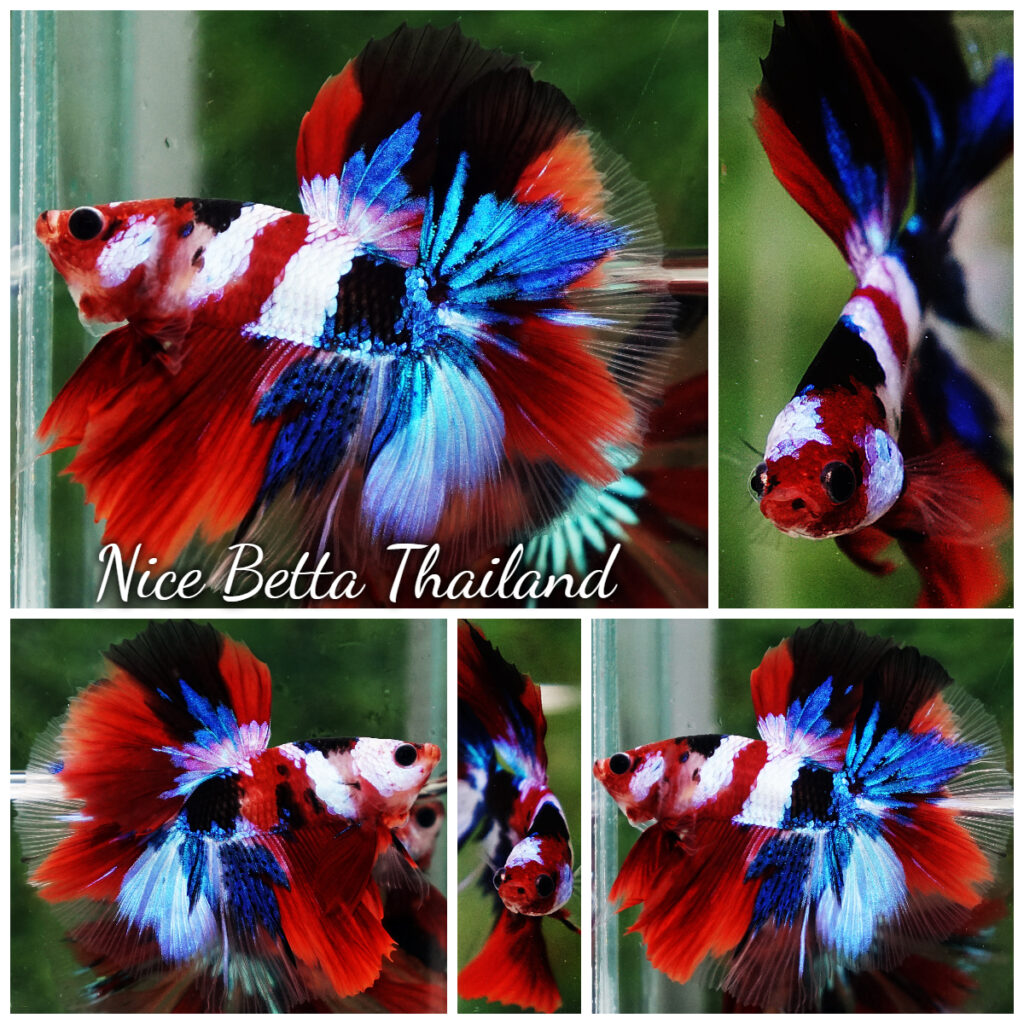 Betta Fish OHM Flag Of Yemen Koi Nicebettathailand betta-fish-ohm-flag-of-yemen-koi-nicebettathailand