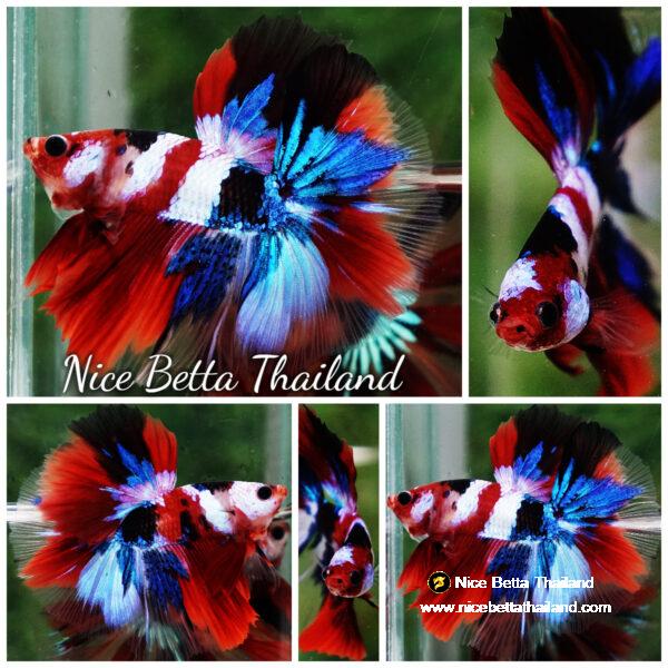 Betta fish OHM Flag of Yemen Koi