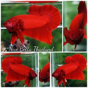 Betta fish HMPK Deep Clean Super Red (Comp Grade)