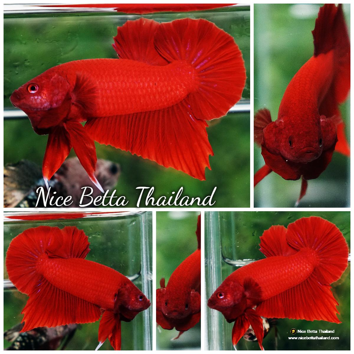 Comp Fighter Fish Betta fish HMPK Deep Clean Super Red (Comp Grade) - nicebettathailand.com