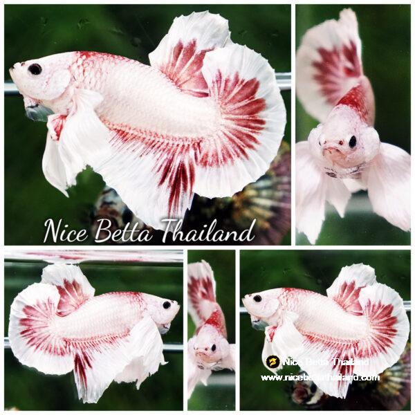 Betta fish OHMPK Bloodseker Dragon Dumbo