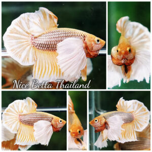 Betta fish HMPK Yellow Pineapple Big Dumbo