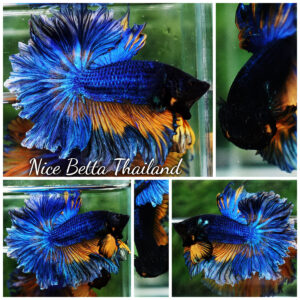 Betta fish OHM Blue Mustard Gas Sky Hawk Feather tail