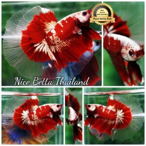 Ultra rare Betta fish OHM King Red Gold Galaxy Butterfly