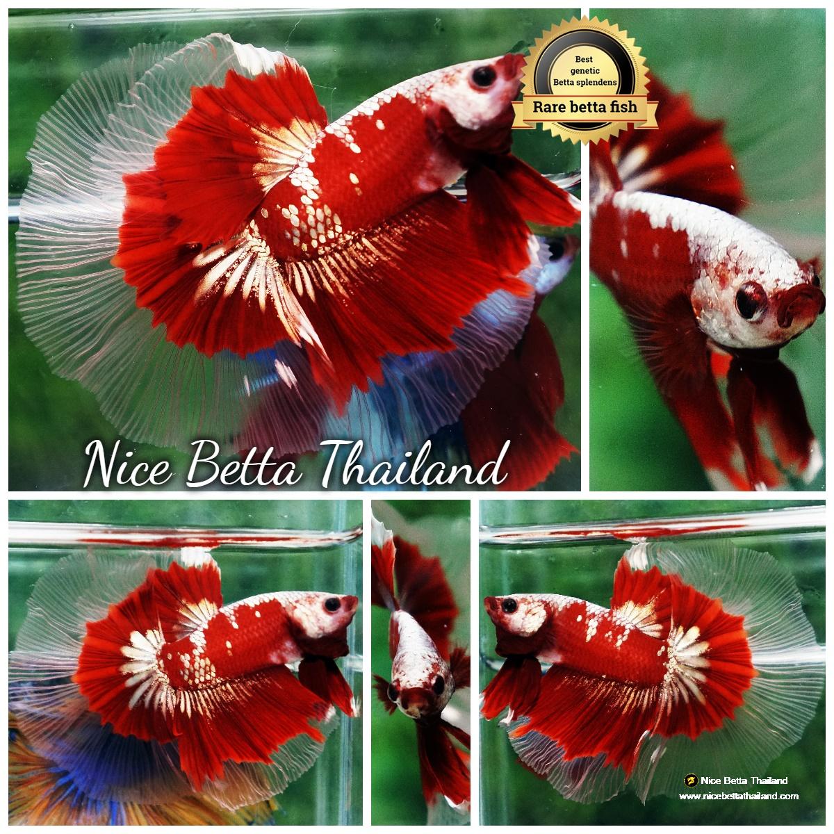 Betta Rô Ultra rare Betta fish OHM King Red Gold Galaxy Butterfly (First one in ...