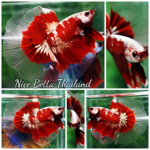 Ultra rare Betta fish OHM King Red Gold Galaxy Butterfly (First one in the world)
