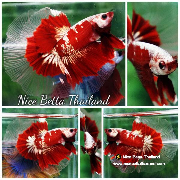 Ultra rare Betta fish OHM King Red Gold Galaxy Butterfly (First one in the world)