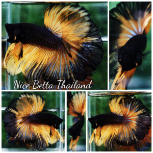 Betta fish OHM Black Pumpkin Black Ring