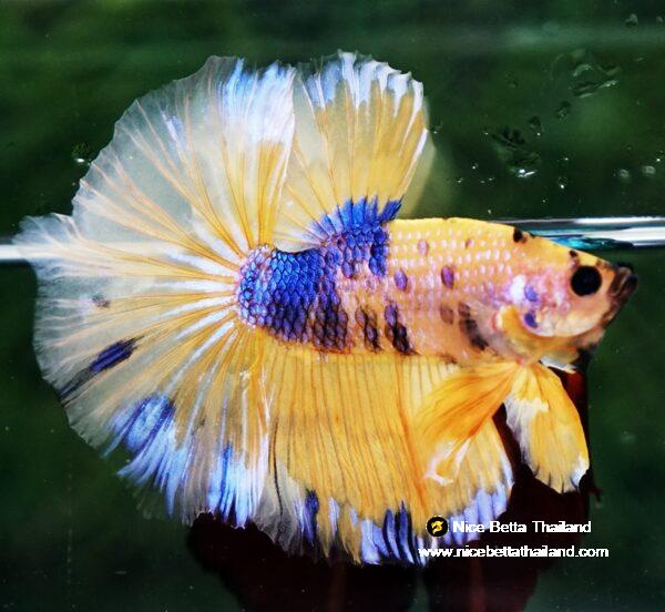 Betta fish OHM Yellow Blue Banaby - Image 3