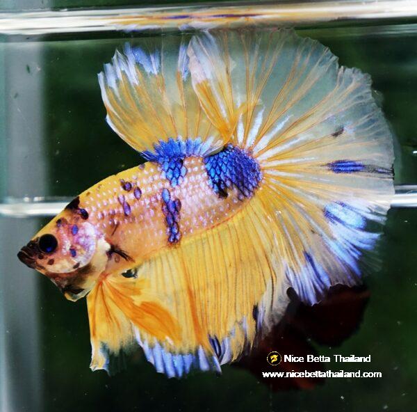 Betta fish OHM Yellow Blue Banaby - Image 6